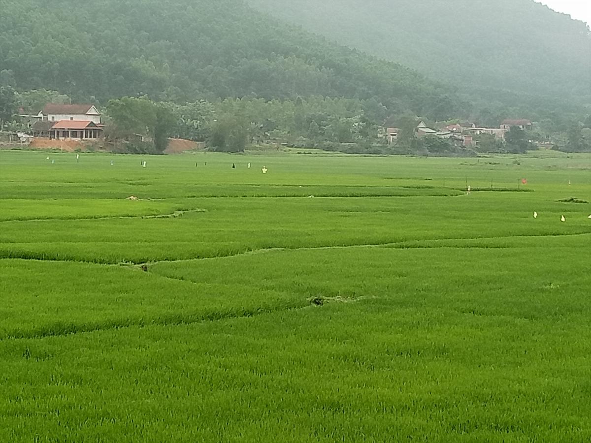 Phong Nha Rice Field Homestay Extérieur photo