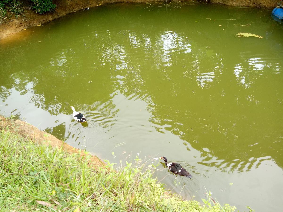 Phong Nha Rice Field Homestay Extérieur photo
