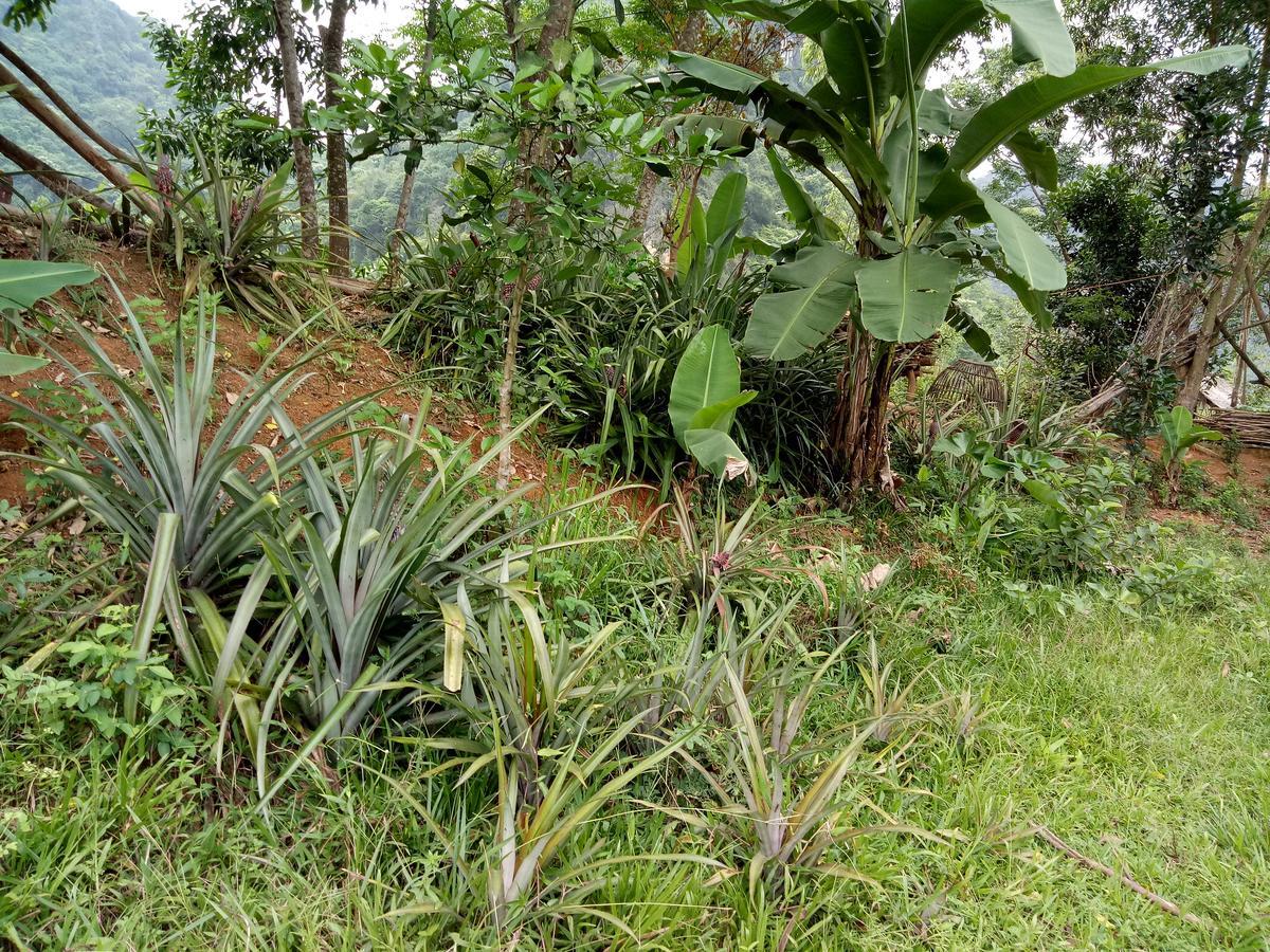 Phong Nha Rice Field Homestay Extérieur photo