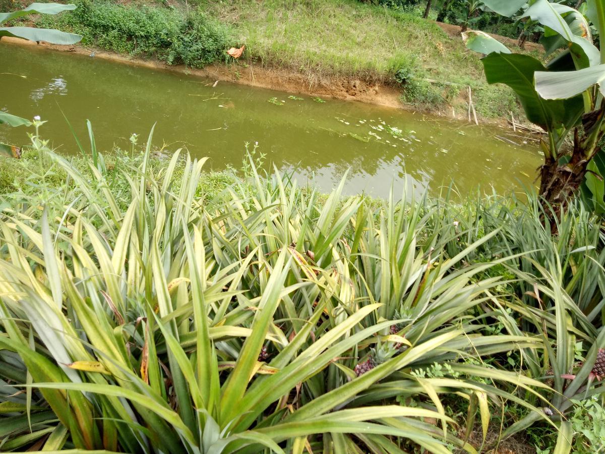 Phong Nha Rice Field Homestay Extérieur photo