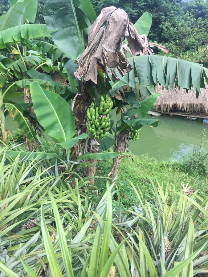 Phong Nha Rice Field Homestay Extérieur photo