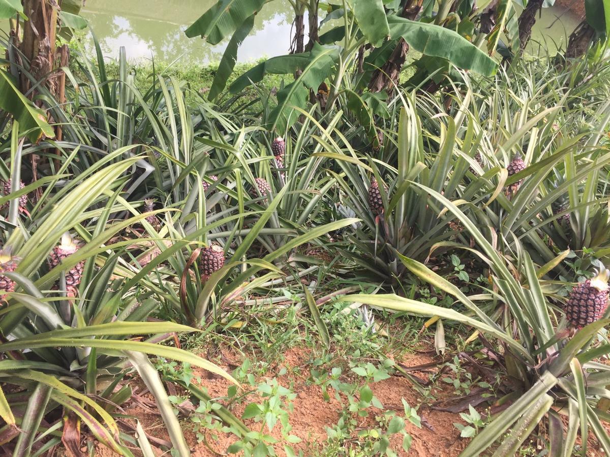 Phong Nha Rice Field Homestay Extérieur photo